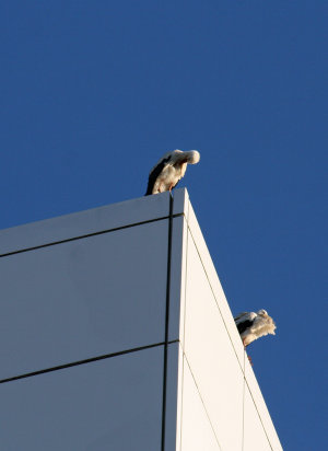 Die beiden Zugvögel genießen die sonnige Aussicht (Foto:OBK) 