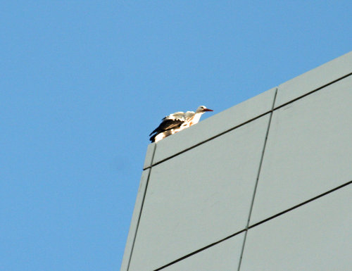 Der dritte Storch saß im Bereich der Nordfassade auf dem Kreishausdach (Foto:OBK) 