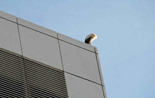 Der Wind im Gefieder scheint diesen Storch nicht zu stören (Foto:OBK)  