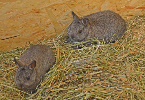 Die Kaninchen waren besonders bei den jungen Besuchern beliebt. (Foto: OBK)