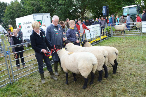 Bei der NRW-Landesschau für Schafe wurden die erfolgreichen Züchtungen mit einer Plakette prämiert. (Foto: OBK)