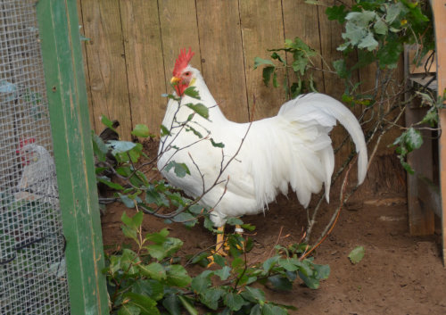 Bei der Landesjungzüchterschau der Rasse-Geflügelzüchter wurden unter anderem Hühner bewertet. (Foto: OBK)