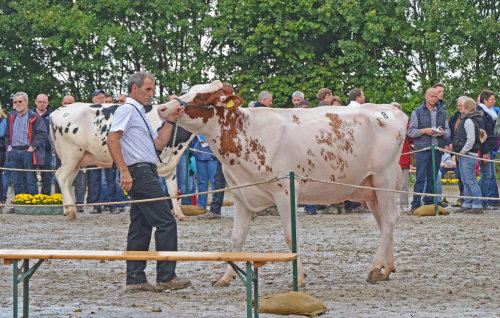 Die Preisrichter beruteilten Körperbau, Fundament, Milchtyp und Euter der Kühe. (Foto: OBK)