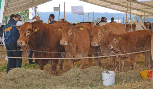 In einem großen Zelt verweilten die Fleischrinder und Milchkühe vor und nach den Schauen. (Foto: OBK)