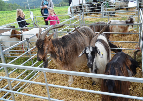 Auch Ziegen wurden bei der Kreistierschau vorgestellt. (Foto: OBK)