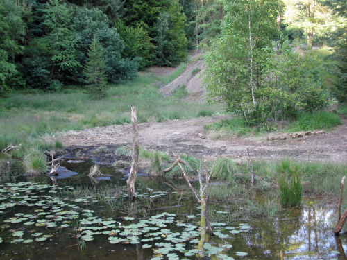 Der betroffene Teich im Bereich des gesperrten Naturschutzgebietes Grube Kastor (Foto: OBK).