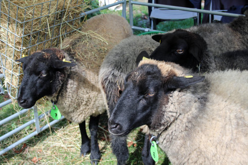 Schafzüchter mit seinen Prachttieren. (Foto: OBK)