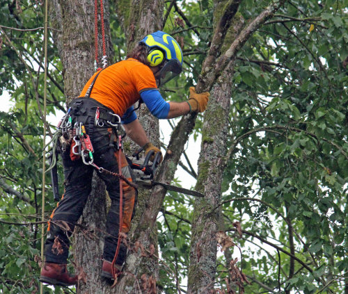 In schwindelerregender Höhe fanden Baumpflegearbeiten mit der Kettensäge statt. (Foto: OBK)