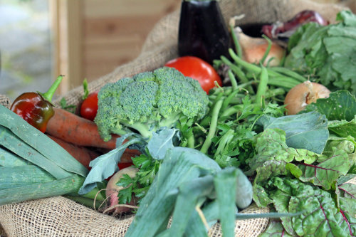 Gratis-Tipps gab es zum Anbau heimischer Gemüsesorten.(Foto: OBK)