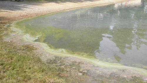 Blaualgen sind Bakterien (Cyanobakterien), die das Wasser blaugrün (cyan) färben und sich auf der Gewässeroberfläche ansammeln können. (Foto: OBK)