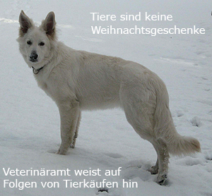 Foto mit einem weißen Schäferhund und dem Text der Überschrift dieser Pressemitteilung
