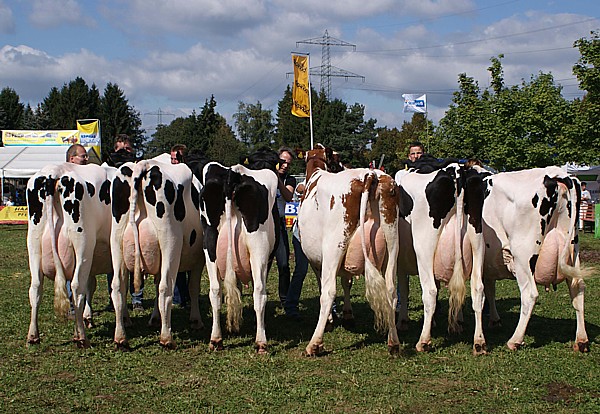 Die Auswahl der Siegersammlung entschieden die drei Kühe aus der Zuchtstätte Spielberg Holsteins aus Much-Walterscheid (rechts im Bild). (Foto: Fischer)