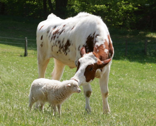 Auch heimische Rinder und Schafe können durch Maul- und Klausenseuche gefährdet werden. (Foto:OBK)