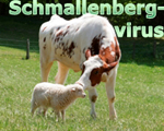 Logo Schmallenbergvirus