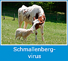 Logo Schmallenbergvirus
