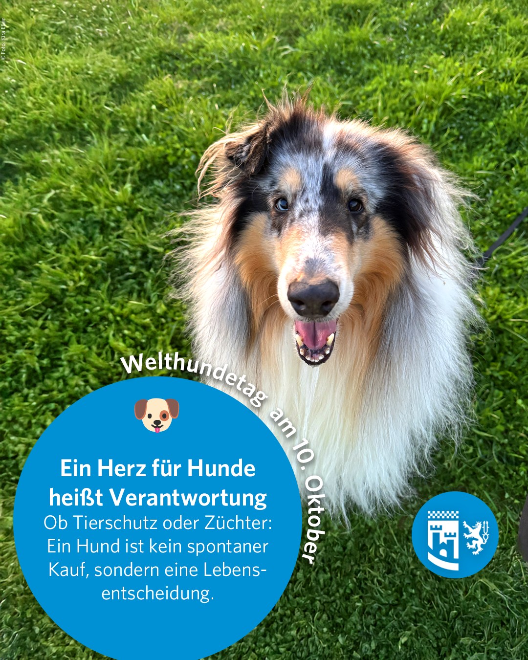 Welthundetag 🐶🐕 🐾 

🐶 Welthundetag – Verantwortung zeigen, bevor man adoptiert oder kauft!

Am 10. Oktober feiern wir unsere treuen Begleiter – und erinnern daran, dass echte Tierliebe mit Verantwortung beginnt.

Viele möchten einem Hund ein neues Zuhause schenken. Doch nicht jede Organisation, die Hunde „rettet“, handelt im Sinne des Tierschutzes.

Kommerzielle Händler nutzen oft unser Mitgefühl aus – mit falschen Versprechen und traurigen Geschichten.

👉 So erkennt Ihr echten Tierschutz:

✅ Beratung, ob Hund & Alltag zusammenpassen
✅ Möglichkeit zum Kennenlernen
✅ Nachweise zu Herkunft, Impfungen & Gesundheit
✅ Vertrag & Rückgaberecht
❌ Kein Druck, keine Schnellentscheidung

‼️ Wichtig:
📘 Für Hunde über 20 kg oder 40 cm Schulterhöhe ist in vielen Bundesländern ein Sachkundenachweis vorgeschrieben.
Er stellt sicher, dass Hund und Halter sicher durchs Leben gehen – zum Wohl beider.

💡 Weitere Informationen findet Ihr bei der Tierärztlichen Vereinigung für Tierschutz e.V. (TVT).
Nur wer bewusst auswählt, schützt wirklich Tiere.

#oberbergischerkreis #oberberg #meinschönsterlandkreis #obk #oberbergisch #oberbergischesland #kreisverwaltung #bergischesland #welthundetag #tierschutz #hundehandel #verantwortung #adoptdontshop #hundeliebe #Tierliebe