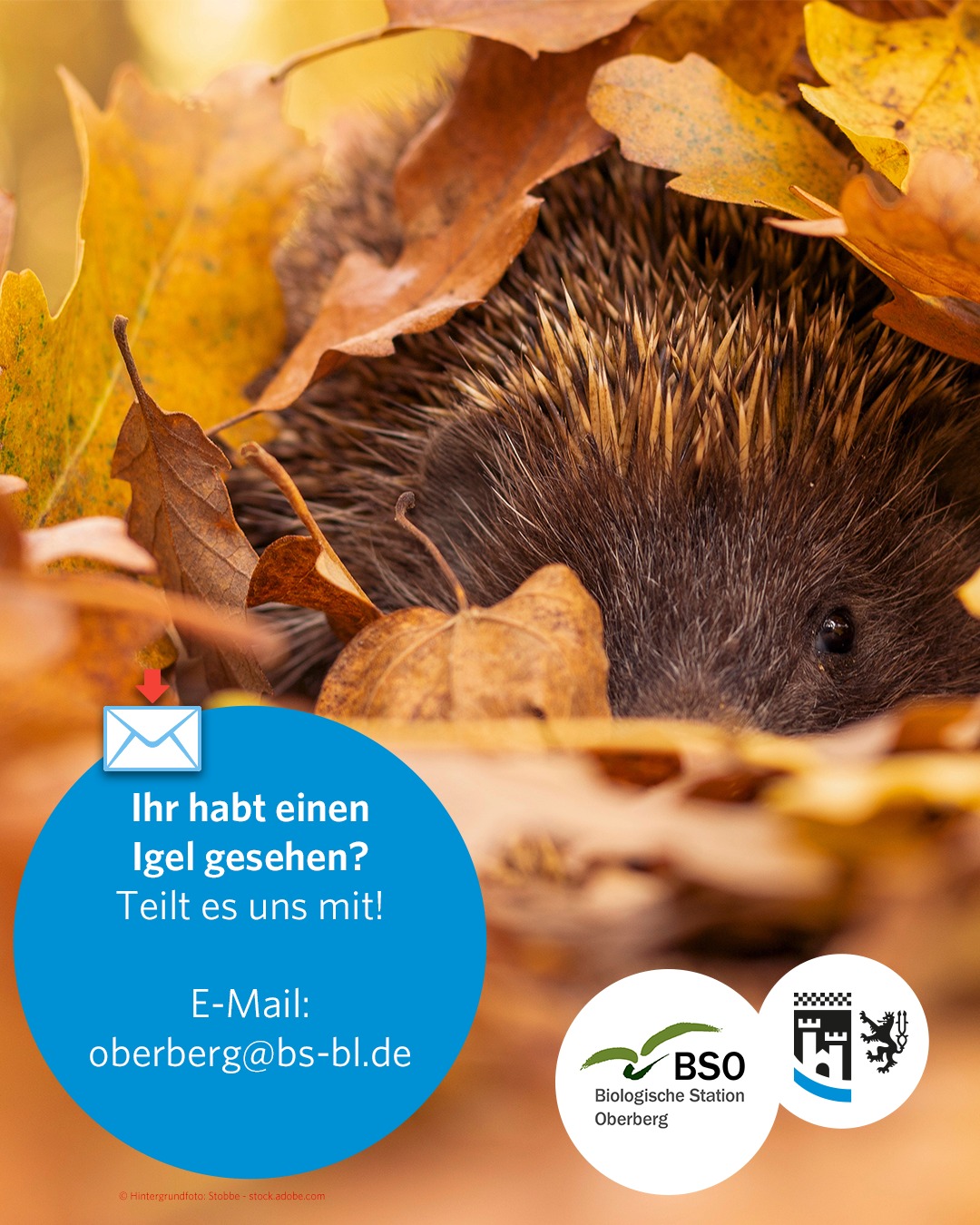 Igel im Oberbergischen Kreis gesehen? Sichtung melden! 📍🦔

Igel sind vor allem in der Dämmerung und nachts unterwegs – doch wo genau kommen sie im Oberbergischen Kreis noch vor? Dabei brauchen wir Eure Hilfe! 

Wir sammeln Igel-Sichtungen im OBK, um mehr über ihre Verbreitung und ihren Rückgang zu erfahren und den Igelschutz vor Ort gezielter unterstützen zu können.

📩 Bitte meldet uns Eure Beobachtung mit:
- Fundort: Gemeinde, Ort, Straße
- Datum und Uhrzeit der Sichtung
- Anzahl der Igel
- Lebensstadium: Jungtier/ adult
- Zustand: lebendig/ krank/ tot
- optional: Foto
- optional: Kontaktdaten für Rückfragen

_________________

Meldungen unter:
👉 https://biostationoberberg.de/projekte/igelsichtungen/
oder per E-Mail an: oberberg@bs-bl.de

Betreff: „Igel-Sichtung – [Ortsteil]“

Wichtig: Bitte Igel nicht unnötig anfassen oder stören. Wirkt ein Igel verletzt, apathisch oder ist tagsüber auffällig unterwegs, sollte fachkundige Hilfe kontaktiert werden. 🦔

_________________

Jede Meldung hilft ! Vielen Dank für Eure Unterstützung! 🌿

#oberbergischerkreis #oberberg #meinschönsterlandkreis #obk #oberbergisch #oberbergischesland #kreisverwaltung #bergischesland #igel #naturschutz #wildtiere #biologischestationoberberg