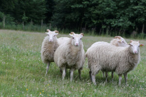 Schafe (Foto: obk)