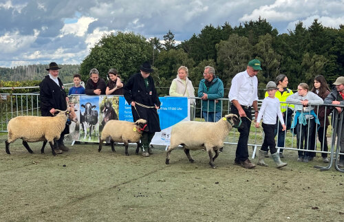 Shropshire-Schafe bei der Prämierung. (Foto: OBK)