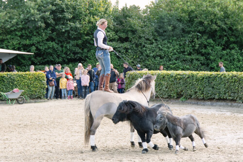 Freiheitsdressur (Foto: Anke Dörschlen/OBK) 