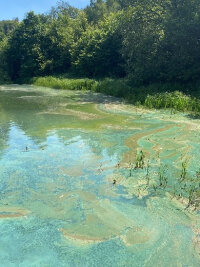 Blaualgen auf einem Gewässer. (Foto: OBK)