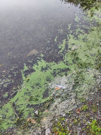 Blaualgen auf einem Gewässer. (Foto: OBK)