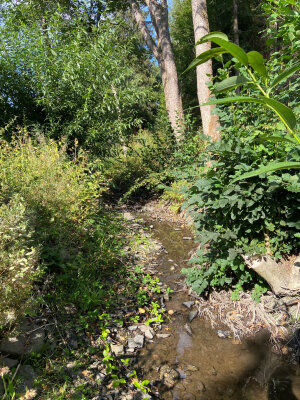 Aufgrund der anhaltenden Hitze führen auch die Bäche im Oberbergischen Kreis aktuell deutlich weniger Wasser. Auf Wasserentnahmen sollte hier verzichtet werden.(Foto: OBK)