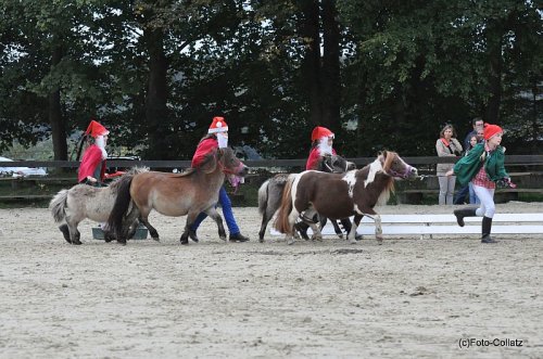Pferde von klein bis groß und alle machen Spaß! (Foto: OBK)