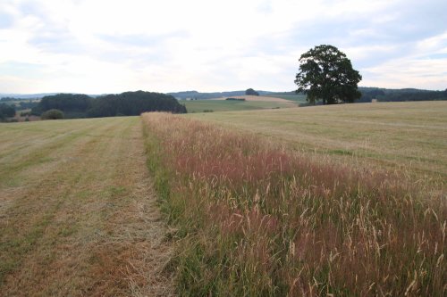 Ein ungemähter Grasstreifen dient unter anderem dem Insektenschutz und wird vom Oberbergischen Kreis gefördert. (Foto: Olaf Schriever)