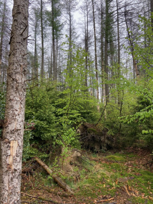 Naturverjüngung aus Laub- und Nadelgehölzen unter stehengelassenen Fichten-Dürrständern – eine naturnahe Möglichkeit der Wiederbewaldung. (Foto: OBK) 