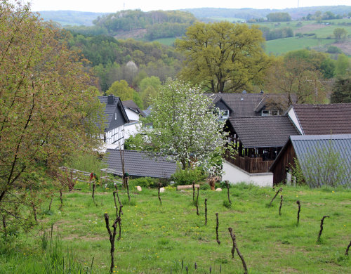 Am Südhang von Benroth wurden Weinstöcke gesetzt. (Foto: OBK)