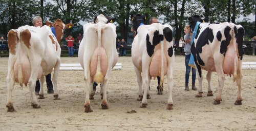 v.l.n.r: Mandy von Markus Theunissen, Wipperfürth (Siegerin 2011), Laurin von der Landwehr GbR, Bergisch Gladbach (Siegerin 2012), Galante von Christoph Hamacher, Kürten (Siegerin 2014) und Madeira von Bernd Lohmann, Hückeswagen, die Miss Bergisch Land 2015. (Foto: OBK)