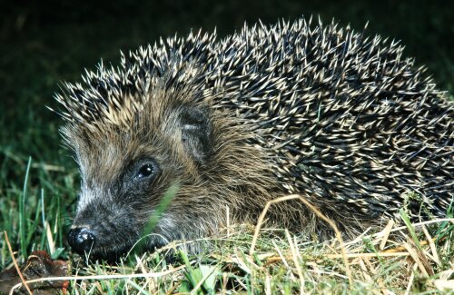 Der Oberbergische Kreis und die Biologische Station Oberberg haben eine Kampagne gestartet um Igel wirkungsvoll zu schützen. Sie rufen gemeinsam zur Teilnahme am Wettbewerb „Wer hat den igelfreundlichsten Garten im Oberbergischen Kreis?“ auf. (Foto: BSO Oberberg)