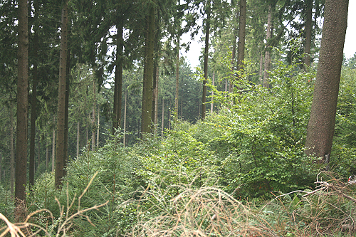 Zwischen Fichtenaltholz werden Buchen angepflanzt. (Foto: OBK)
