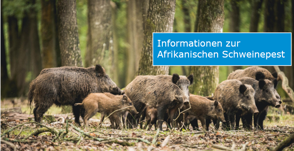 Slider Afrikanische Schweinepest (Foto: Aurélien PAPA - stock.adobe.com)