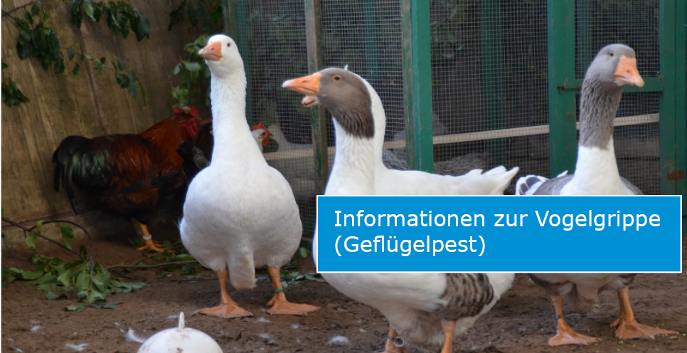 Slider Vogelgrippe (Foto: obk) Slider Vogelgrippe (Foto: obk)