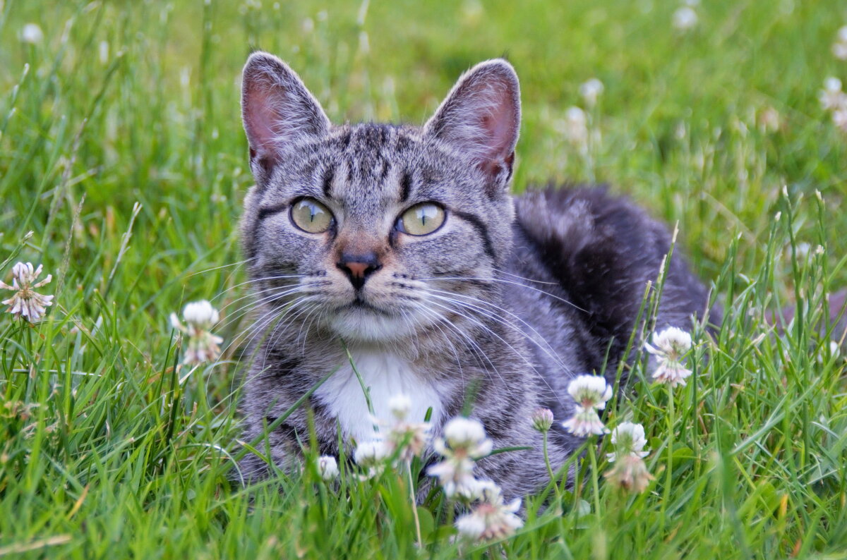 Eine getigerte Katze mit weißen Abzeichen liegt im Gras, umgeben von weißen Klee-Blüten, und blickt aufmerksam nach vorne.