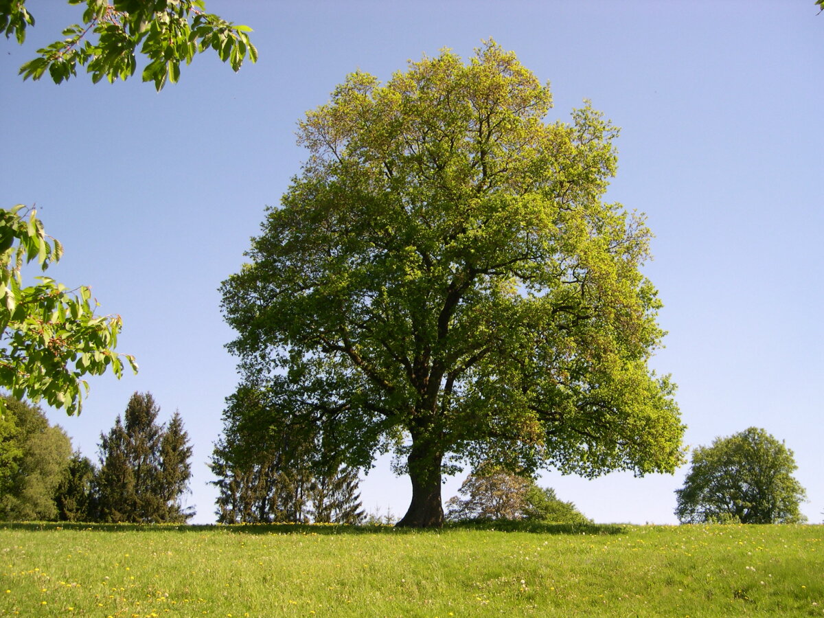 Großer Baum mit grüner Krone steht auf einer Wiese, umgeben von weiteren Bäumen im Hintergrund unter klarem, blauem Himmel.