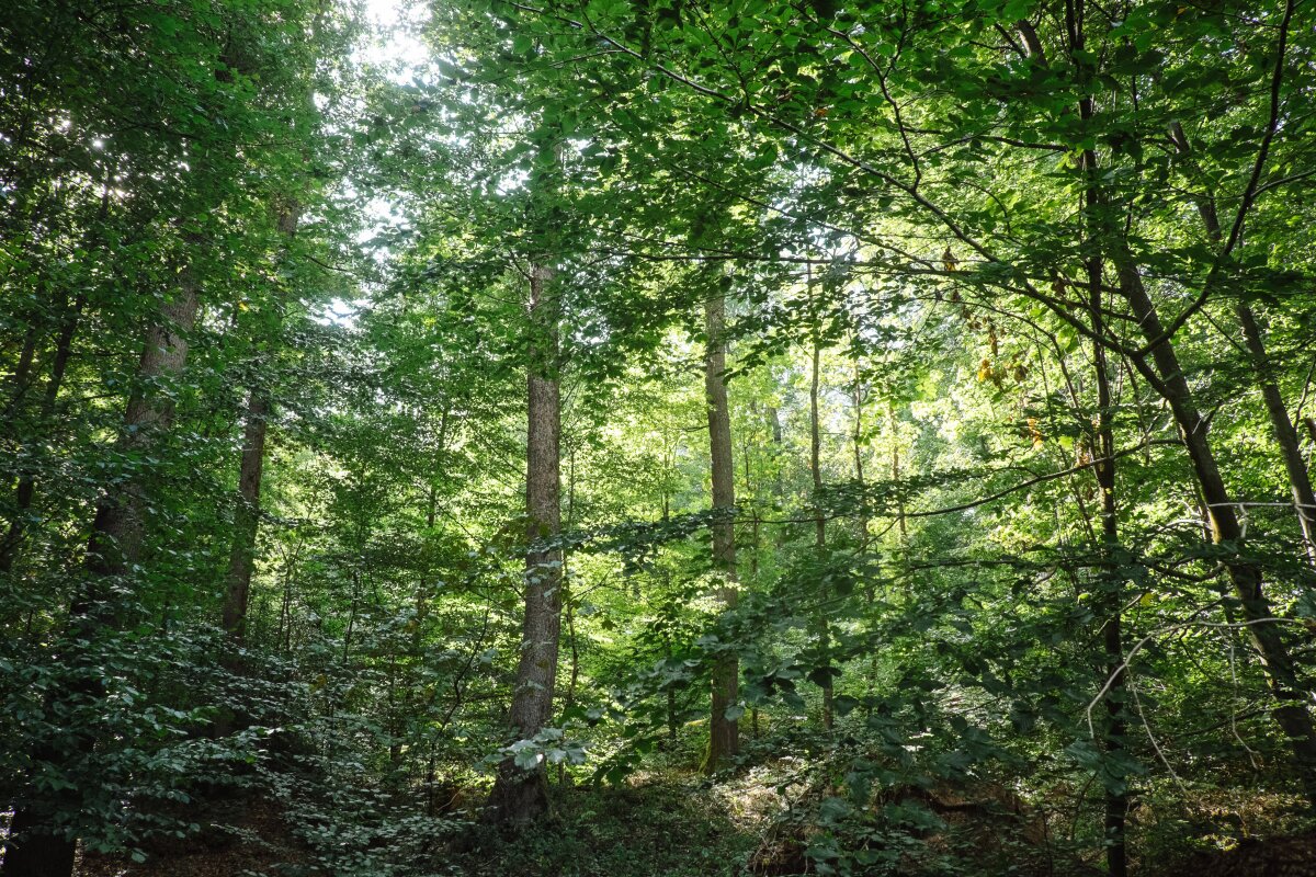 Waldlandschaft mit dichtem Laubwerk, hohen Bäumen und Sonnenlicht, das durch das grüne Blätterdach scheint. Bodennahes Buschwerk ist ebenfalls sichtbar.