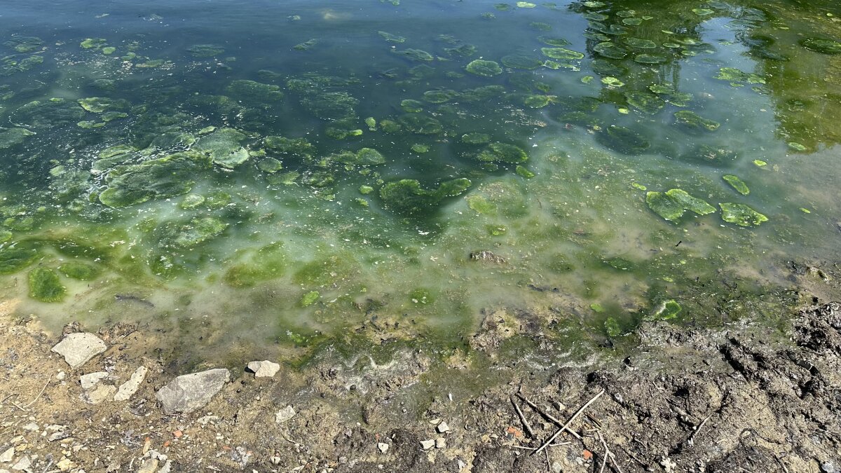 Ufer eines Gewässers mit grünlichem Wasser, das von Algen bedeckt ist. Im Vordergrund erdiger Boden mit Steinen und Pflanzenresten.