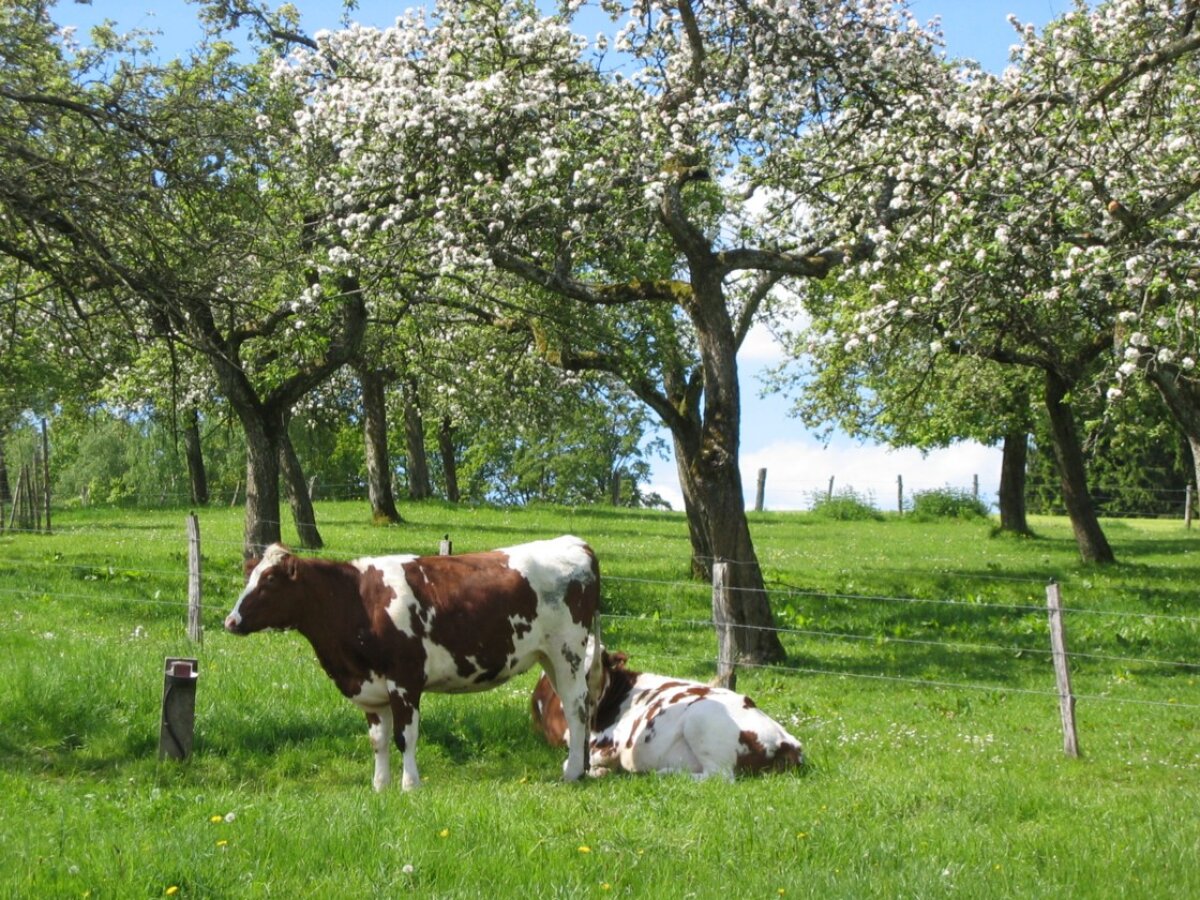 Zwei braun-weiße Kühe auf einer grünen Wiese. Eine Kuh steht, die andere liegt. Dahinter ein Zaun und blühende Obstbäumen auf einer grünen Wiese. Im Hintergrund ein Zaun und blauer Himmel.