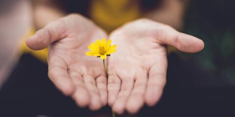 Wachstum, Blume in Hand