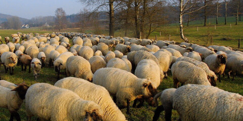 Schafe in einer Herde
