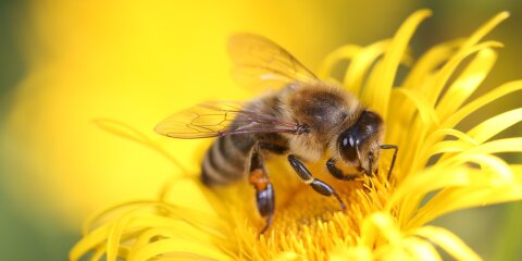 Nahaufnahme einer Biene, die auf einer gelben Blüte sitzt und Nektar sammelt. Die Flügel der Biene sind transparent und deutlich sichtbar.