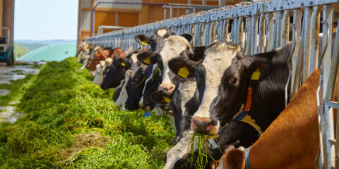 Cows feeding in the barn.