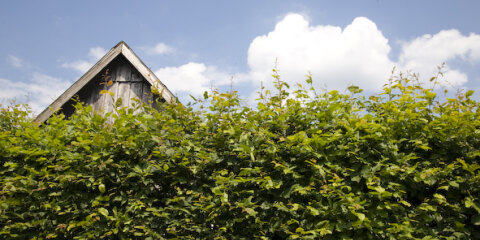 Hecke