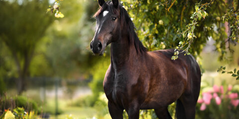 beautiful horse portrait under an apple tree