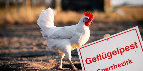 Symbolfoto -  Ausbruch einer Seuche wie etwa der Vogelgrippe in einem dichten Veredelungsgebiet mit vielen Geflügelhaltern.