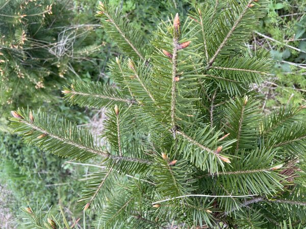 Nahaufnahme eines jungen Nadelbaums mit grünen, nadelartigen Blättern und kleinen braunen Knospen. Im Hintergrund sind Gras und andere Pflanzen sichtbar.