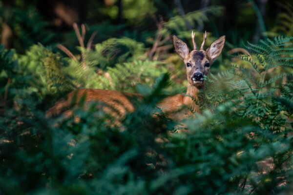 Ein Reh mit kleinen Hörnern steht in einem Wald und ist teilweise von grünen Farnen verdeckt. Der Hintergrund ist dunkel und unscharf.
